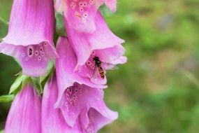 pink flowers in the form of bells