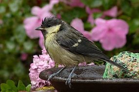 wet great tit after rain