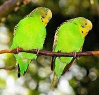 Budgerigars on the branch