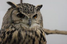 Kobe Kachoen Bird
