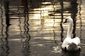 swan on the evening pond