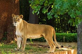lioness stands under the green branches of a tree