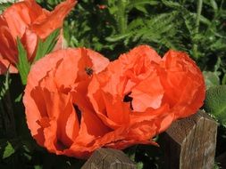 red poppies behind a wooden fence