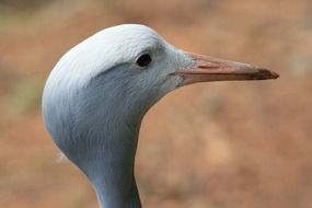 blue crane in profile closeup
