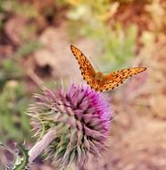 orange butterfly on the purple flower