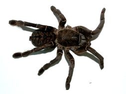 scary black big tarantula