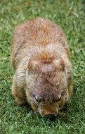 Wombat Marsupial on green grass