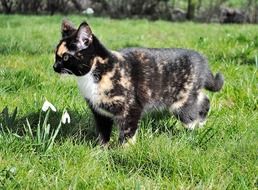 Domestic young cat on a grass