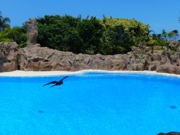 bird over the pool