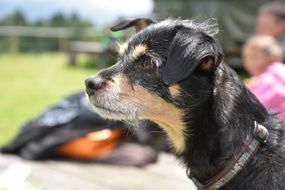 unique Dog Hybrid