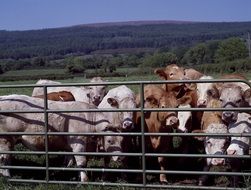 cattle behind fence