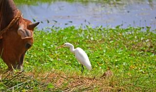 cow and white crane best friends