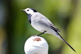 gray wagtail close up