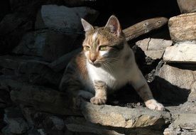 domestic cat stands on a stone