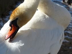 graceful mute swan