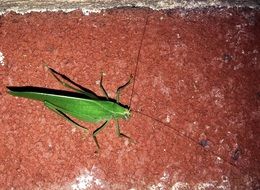 Katydid close uo