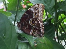 butterfly camouflages among flowers