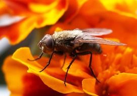 gorgeous beauty Fly Insect