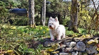 white pet posing