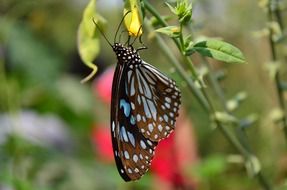 tiger butterfly on a green plant close-up