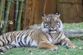 the striped tiger lies in the zoo