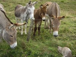 Friendship of the donkeys on the pasture fence