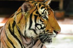 portrait of a leashed tiger