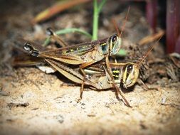 mating grasshoppers in the wild