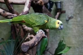 green parrot at the pet store