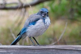 Starling blu Bird