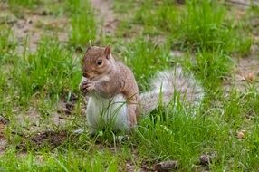 Picture of Squirrel in nature