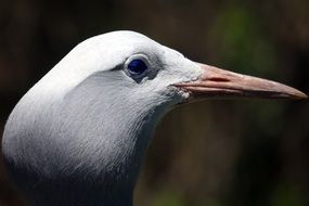 Close-up of the Blue Crane, bird head