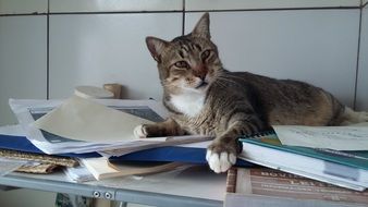 the cat lies on books on the table