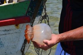 fat Jellyfish in Hand