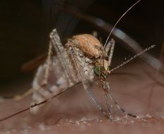 biting mosquito on the human skin close-up on blurred background