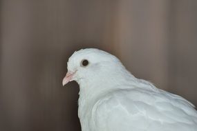 pigeon with white plumage