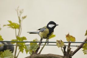 little bird tit on a branch