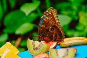 butterfly feeds on fruit close-up on blurred background