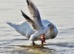 water birds on Lake Constance