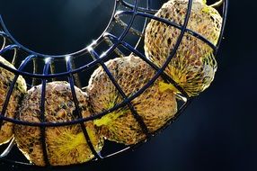 fat balls for birds