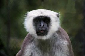 Portrait of Exotic Monkey