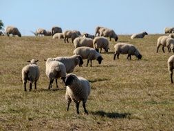 flock of sheep on a hilly pasture