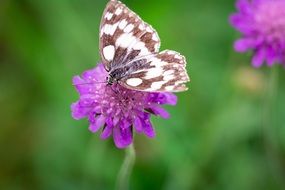 butterfly with chessboard pattern on the purple flower