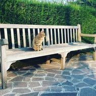 Cat on the bench