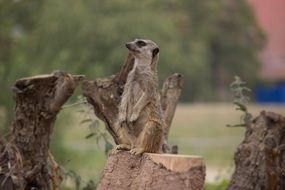 meerkat among stumps