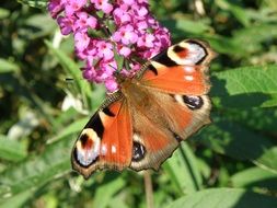 Butterfly peacock on blossoms