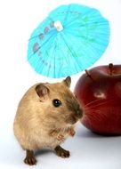 cute hamster with red apple