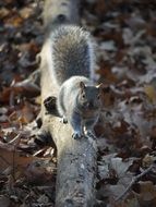 grey Squirrel stands on log at Fall