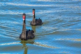 couple of a black swans in lake