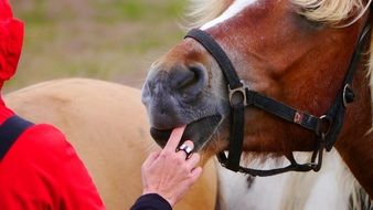 female finger in brown horse mouth